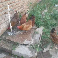 مرغ|حیوانات مزرعه|ماکو, |دیوار
