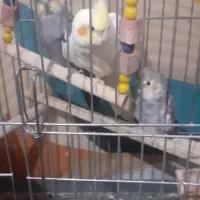 عروس هلندی نرو ماده