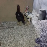 مرغ خروس لاری