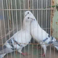 فروش کفتر شامی وساده