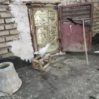 کفتر کبوتر سار قد بلند خوش تیپ