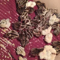 جوجه بلدرچین