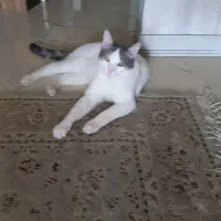 گربه ملوس و مهربون