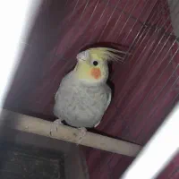 انواع پرنده