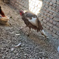 خروس لاری بوقلمون ماده ونر