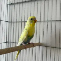 مرغ عشق رنگین کمانی ابلغ قفس طوطی قناری مرغ کبوتر