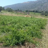 زمین باغ انگور