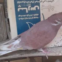 دو جفت کبوتر سرخ کار داده