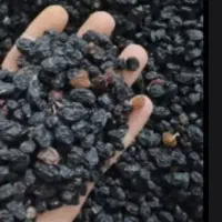مویز درجه یک