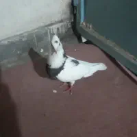 پرنده کفتر ماده طوقی کرمانشاهی