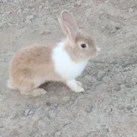خرگوش