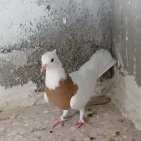 پنج عدد کبوتر