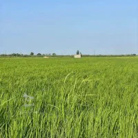 زمین باغی دو هزار متری