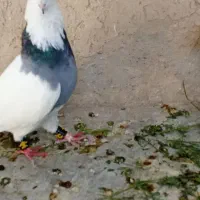 کبوتر