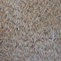 جو دیم اصلی محلی ۱۰تن (جوکاوه)۵۳فروش فوری