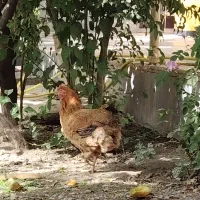 مرغ گل باقالی