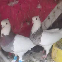 جفت طوقی کلایی