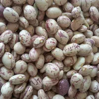 لوبیا چیتی