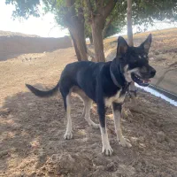 سگ نگهبان