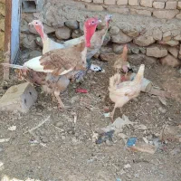 فروش بوقلمون و مرغ
