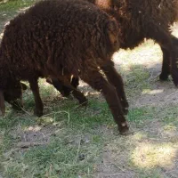 دو رس بره یگی ماده دیگری نر میباشد