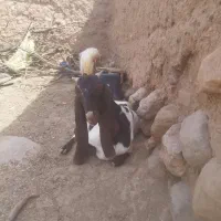 بز پاکستانی