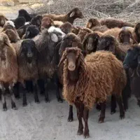 گوسفند