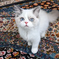 واگذاری بچه‌گربه پرشین اصیل با وسایل