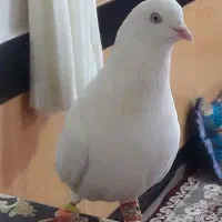 نر سفید چشم سفید به شرط  ادرس ونایی