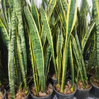 گل سانسوریاابلق شمشیری