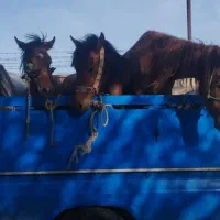 خرید فروش اسب باری