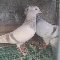 کبوتر کفتر دم سفید کاکلی