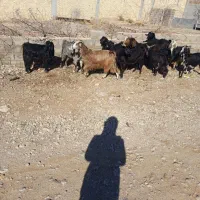 کهره هاش جفت پنجاه کیلو