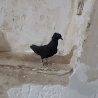 شیبان|پرنده|باوی, |دیوار