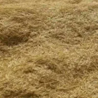 کاه عدس باخرمنکوب صد کیلو