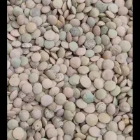 عدس تازه امسال معاوضه با برنج چمپا بدون کود و سم
