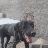 سگ. نگهبان
