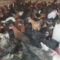 جوجه پنج ماهه