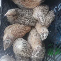 فروش بلدرچین گوشتی چهل روزه.