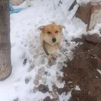 سگ پاکوتاه،نگهبان