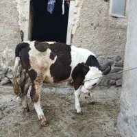 گوسالهمادهدامازدغ