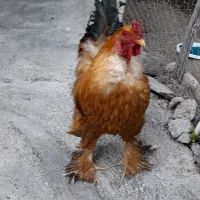 خروس برهما