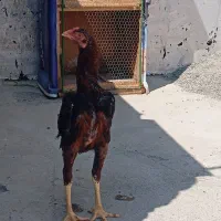 فروش لاری