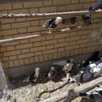 کبوتر|پرنده|لنجان, |دیوار