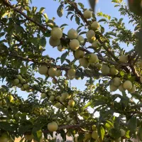 باغ-محدوده-روستای-لیلیان