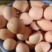 تخم مرغ محلی تازه و تضمینی