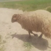 دوتا برنر هترو برای قوچ