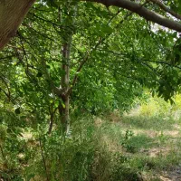 باغ و زمین کشاورزی