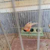 قناری وکوتوله