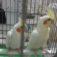 عروس هلندی